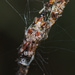 Berland's Trashline Orbweaver - Photo (c) dclump, all rights reserved, uploaded by dclump