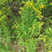 Rough Goldenrod - Photo (c) Suzette Rogers, all rights reserved