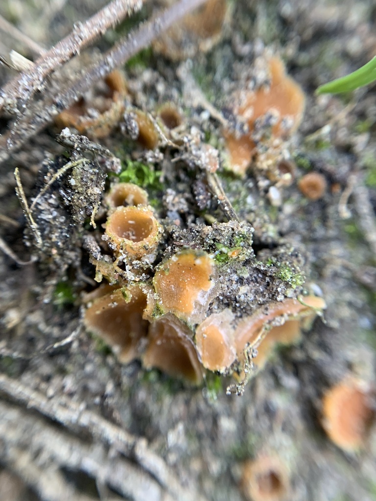Pyronemataceae from Fourth Ave, Chula Vista, CA, US on March 2, 2021 at ...