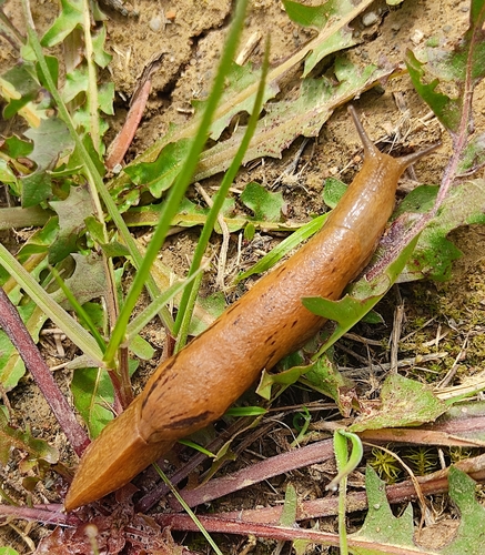 Drusia valenciennii