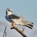 White-tailed Kite - Photo (c) parped, all rights reserved, uploaded by parped
