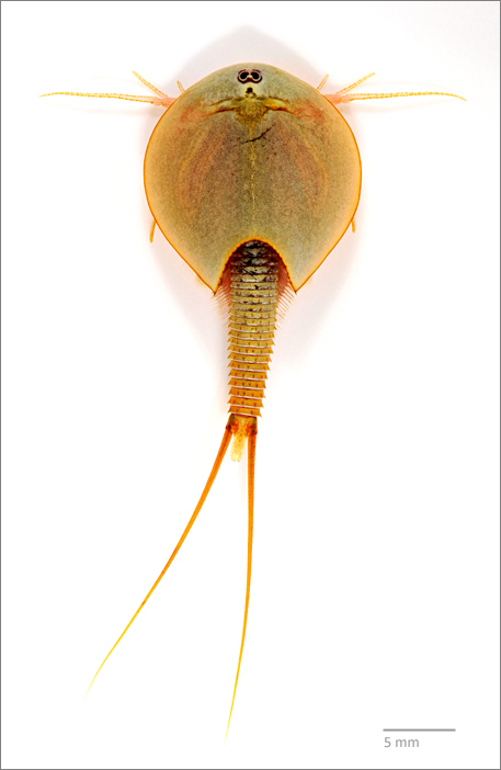 Longtail Tadpole Shrimp (Triops longicaudatus) · iNaturalist