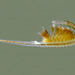 Colorado Fairy Shrimp - Photo (c) Ian Gardiner, all rights reserved, uploaded by Ian Gardiner