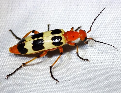 Pyrota palpalis Champion, 1891