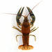 Virile Crayfish - Photo (c) Ian Gardiner, all rights reserved, uploaded by Ian Gardiner
