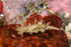 Kaloplocamus peludo image