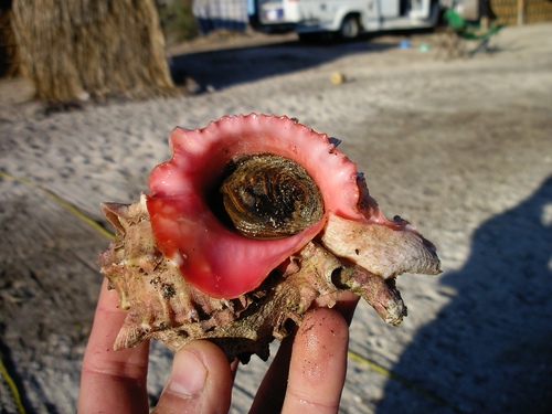 Pink-mouthed Murex