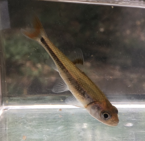 Bandfin Shiner