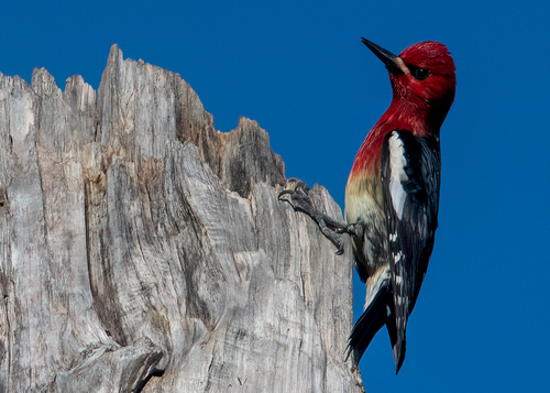 Red-breasted Sapsucker