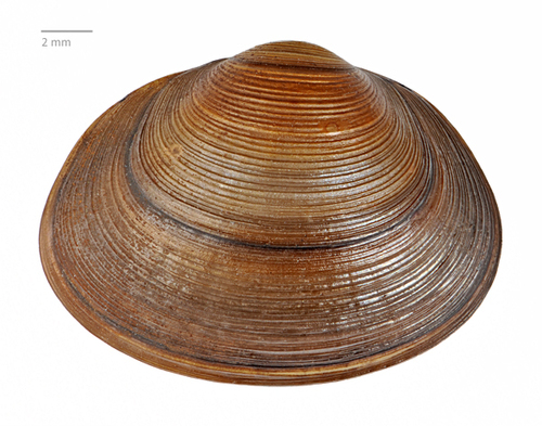 Grooved Fingernailclam