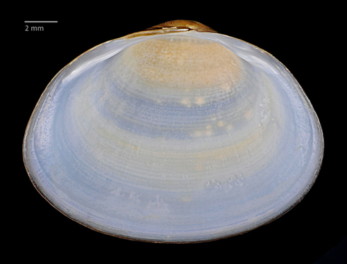 Grooved Fingernailclam