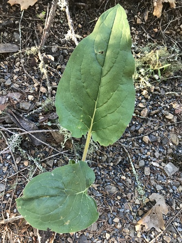 Giant Figwort* foliage