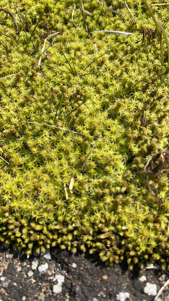 Niphotrichum japonicum (Niphotrichum japonicum)