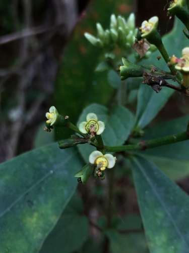 Euphorbia lancifolia