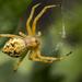 Araneus brisbanae - Photo (c) Cam Kay, todos los derechos reservados