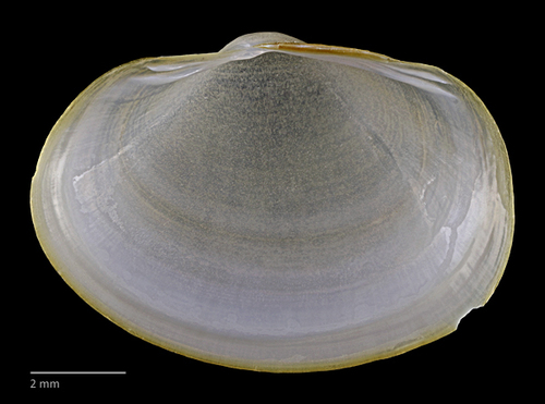 Long Fingernailclam
