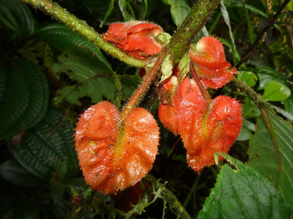 Glossoloma panamense