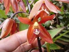 Image of Houlletia odoratissima