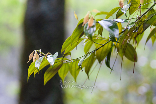 Lindera chunii