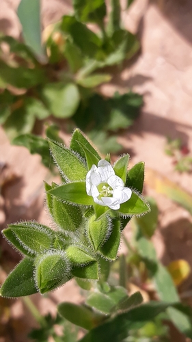 forked mouse-ear chickweed