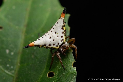 Acrosomoides acrosomoides