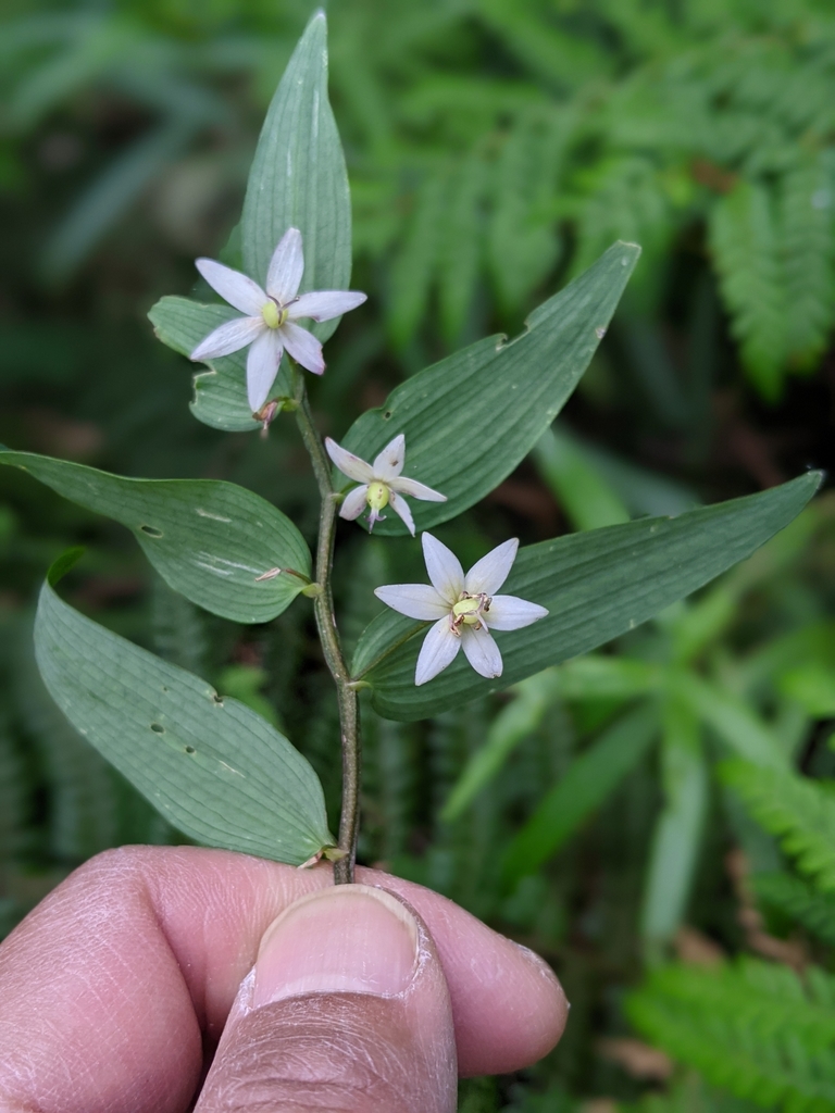 Turquoise Berry Turquoise Berry from Sanatorium Lake on January 01, 2021 at 03:46 PM by ...