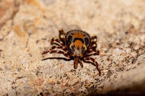 Tropical Bont Tick