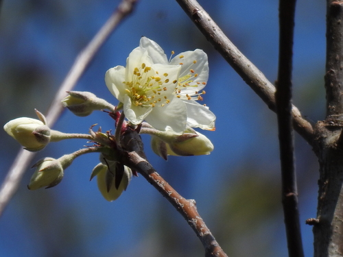 Malus doumeri A.Chev.