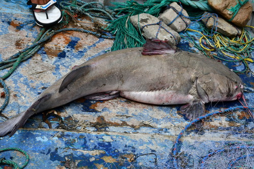 Cathorops tuyra · iNaturalist