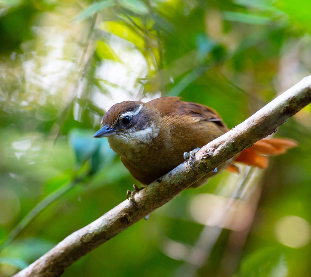 White-throated Foliage-gleaner photo