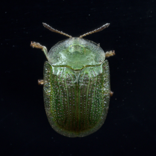 Eggplant Tortoise Beetle