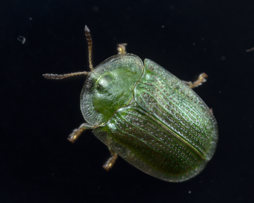 Eggplant Tortoise Beetle