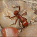 Cunicularius-group Harvester Ants - Photo (c) RAP, all rights reserved, uploaded by RAP