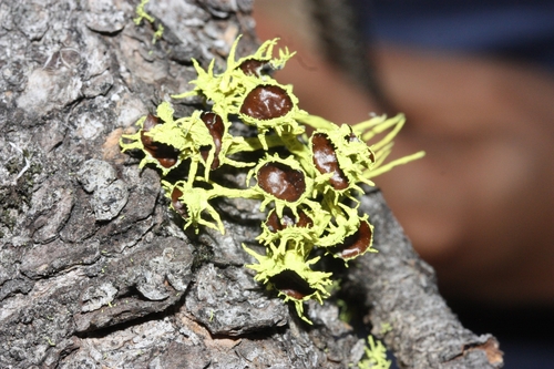 iNaturalist observation photo of Brown-eyed Wolf Lichen
