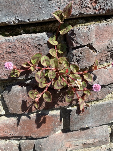 pink knotweed