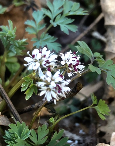 harbinger of spring