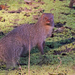 Indian Grey Mongoose - Photo (c) suemilks, all rights reserved