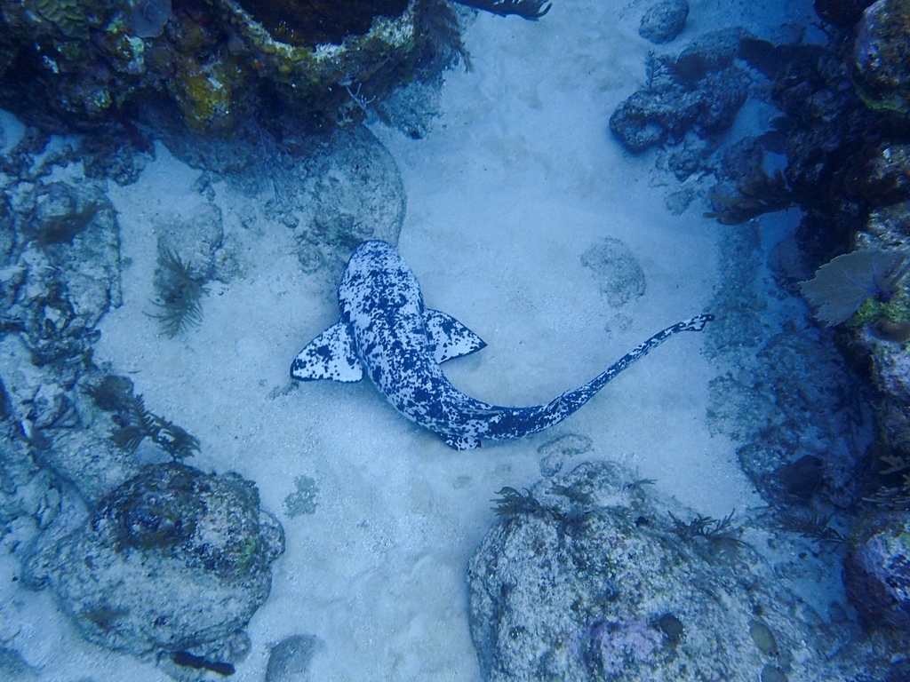 Atlantic nurse shark