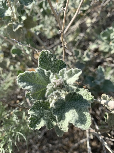 Desert Mallow* foliage