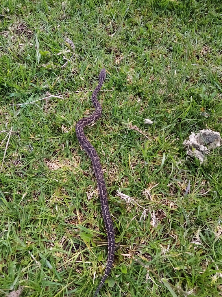 Lojan Lancehead in March 2021 by JUAN CARLOS BENITEZ BENITEZ · iNaturalist