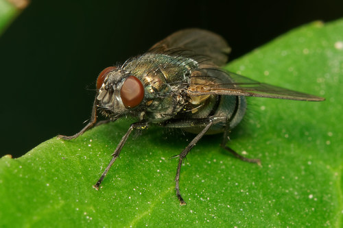 Eudasyphora cyanella