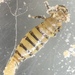 Piagetiella - Photo (c) stercorariidae, όλα τα δικαιώματα διατηρούνται, uploaded by stercorariidae