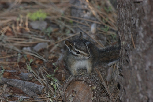iNaturalist observation photo of Western Chipmunks