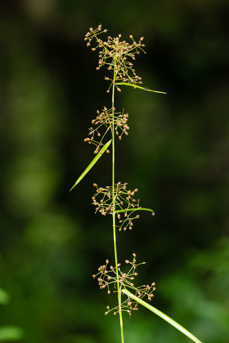 Rhynchospora miliacea (Lam.) A.Gray