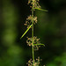 Rhynchospora miliacea - Photo (c) Keith Bradley, όλα τα δικαιώματα διατηρούνται