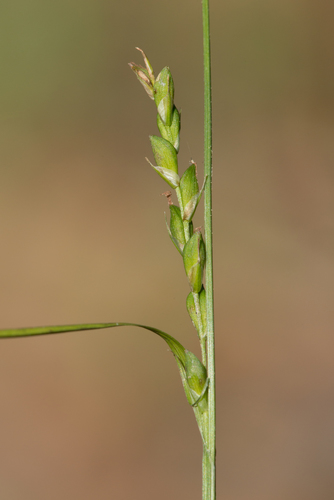 ravine sedge (Carex impressinervia)