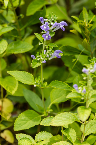 Scutellaria mellichampii