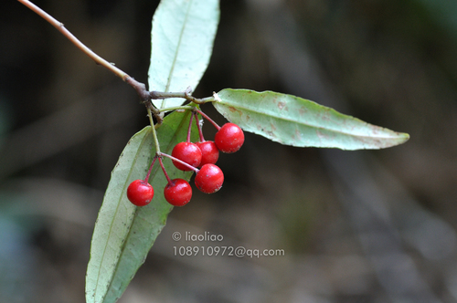 Ardisia alyxiifolia