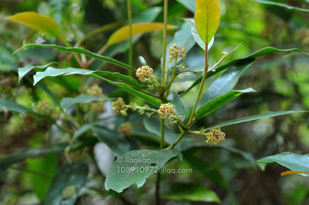 Daphniphyllum paxianum (Daphniphyllum paxianum)