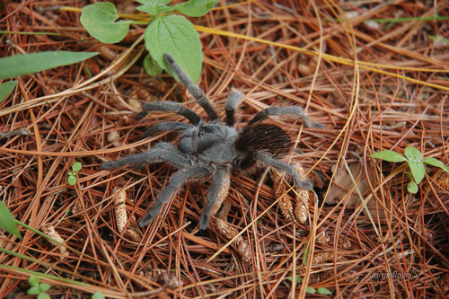 Pedregal Tarantula